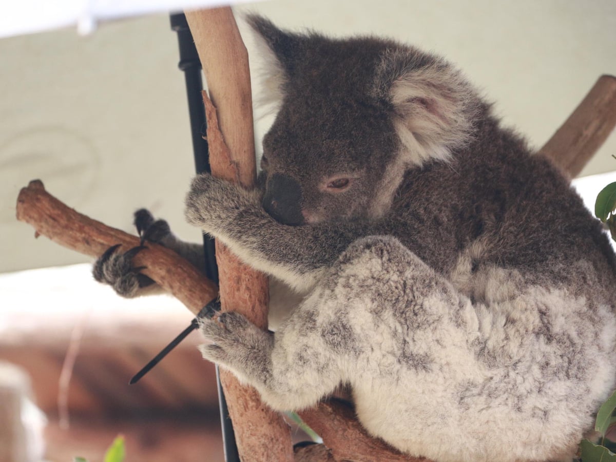 Koala Factcheck Have The Australian Bushfires Put Survival Of The Species At Stake Endangered Species The Guardian