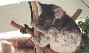Rescued koala