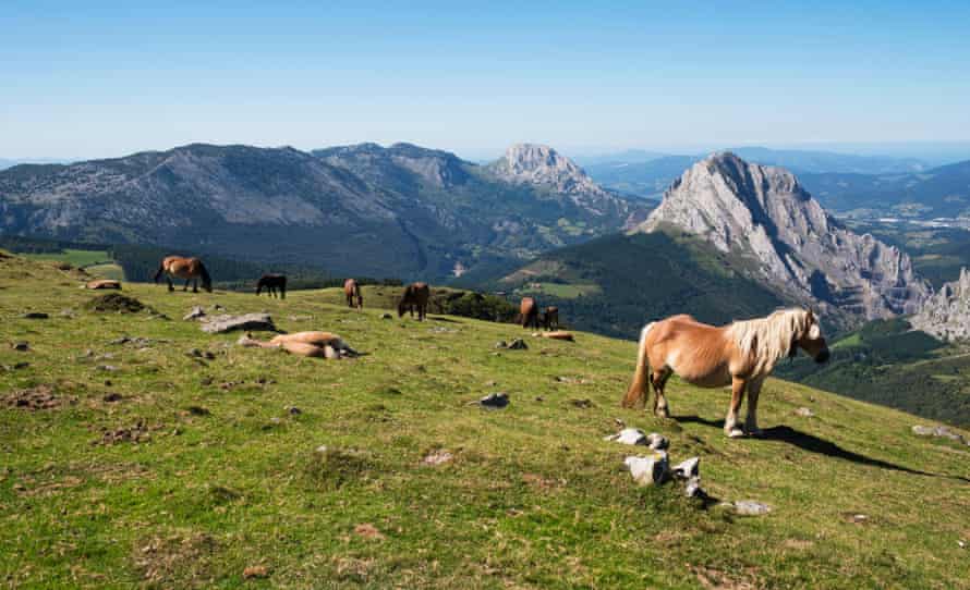 Wild horses in the mountains of Urkiola national park, Basque Country, Spain