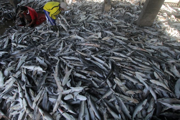 Workers cut shark fins at the Karngsong fish auction in West Java province, Indonesia