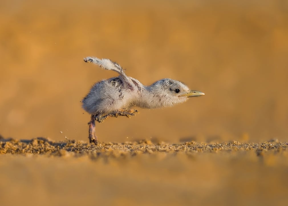 ภาพ Full speed โดยช่างภาพ Faisal ALnomas
