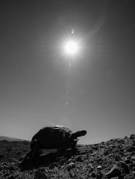 A desert tortoise in the Mojave desert, southern California, US