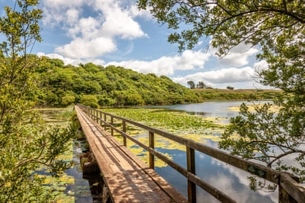 A long wooden walkway over a pond with lily pads, with woods in the distance