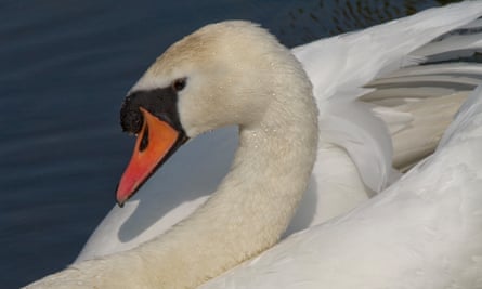 A busking mute swan
