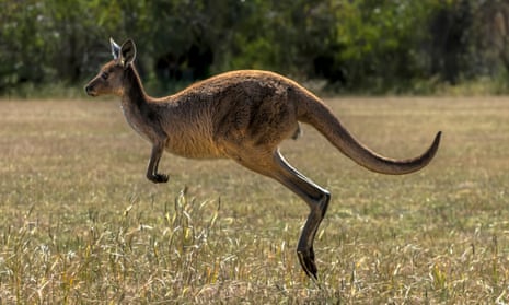 Kangaroo in WA
