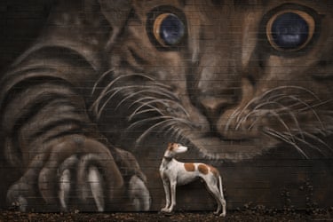 A greyhound looks up at a giant mural of a cat with its claws outstretched