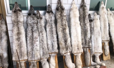 Pelts being stretched on a Chinese farm where raccoon dogs and foxes are bred for their fur