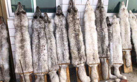 Asia Fur Farm skins