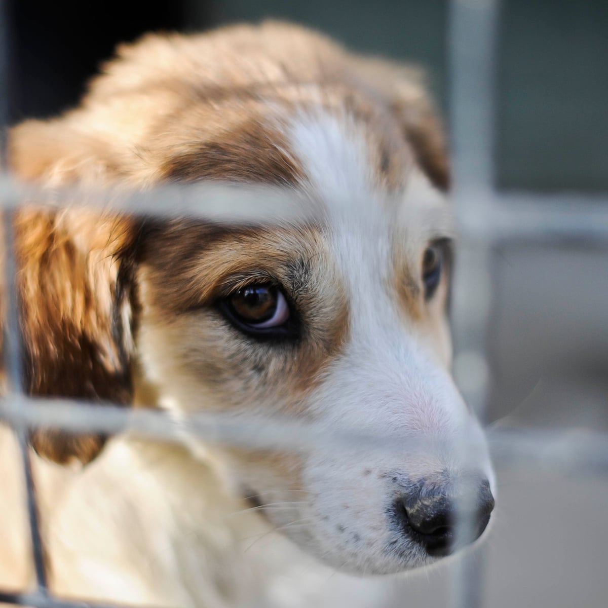 British Pet Shops To Be Banned From Selling Puppies And Kittens