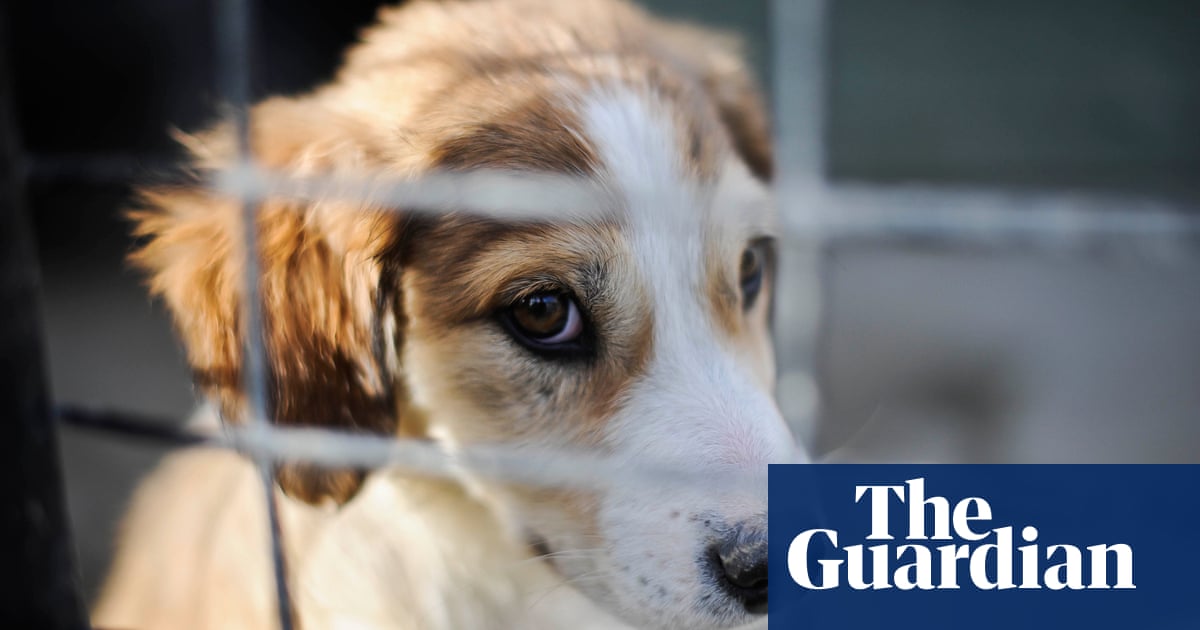 British pet shops to be banned from selling puppies and kittens