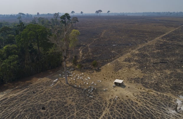 Cattle graze on land recently burned and deforested by farmers near Novo Progresso, Pará state, Brazil.