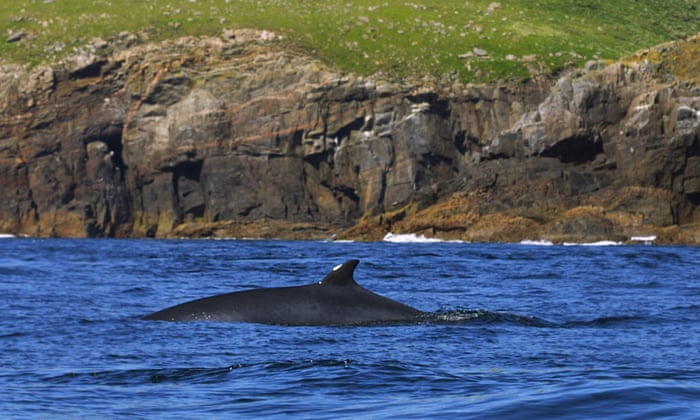 A Whale Of A Time In Cornwall All Aboard A Marine Wildlife -