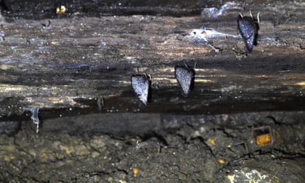 Peacock butterflies hibernating under the bridge