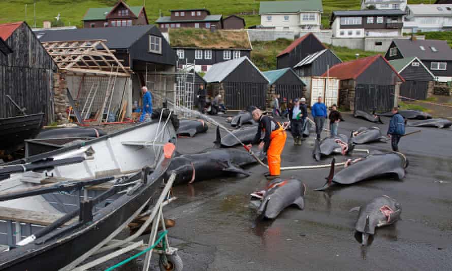 A dozen or so dead whales at a harbour on the Faroe Islands.