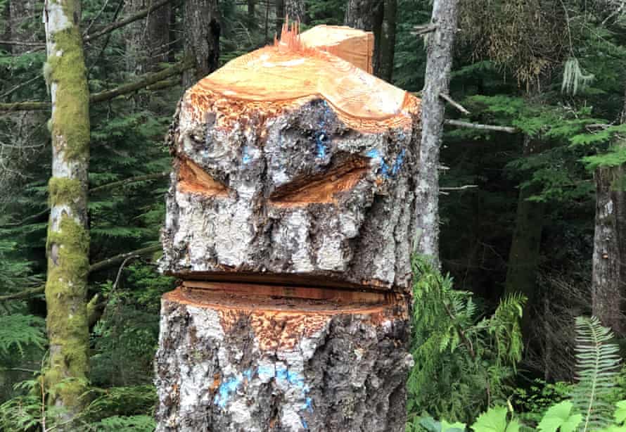 A menacing face chainsawed into the stump of a poached Douglas fir not far from the Mount Prevost Main Line logging road.