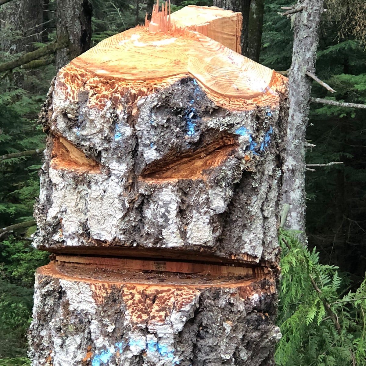 Chainsaw massacre: tree poaching hits Canada amid lumber shortage | Trees  and forests | The Guardian