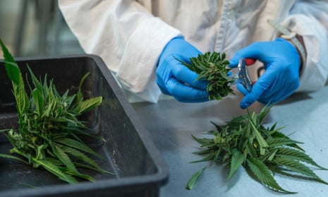 A lab technician preparing medical marijuana