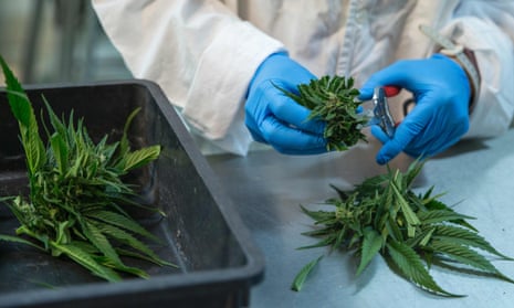 A woman works at a medical cannabis plantation.