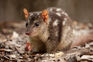 Reseachers are hoping to use cane toad sasuages to create a food aversion in northern quolls to save them from extinction.