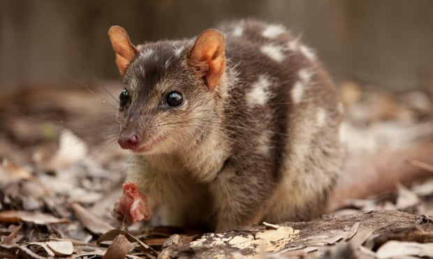 ‘The unsung heroes of Australian fauna’: how quolls can help us understand the modern world A northern quoll, one of multiple threatened species of quoll. Photograph: University of Technology Sydney/PR IMAGE