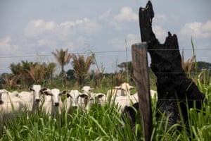 Cattle grazing