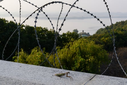 A mantis rests on a ledge under barbed wire