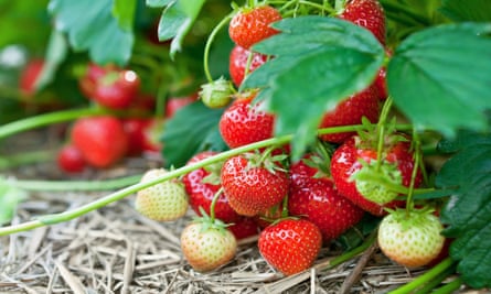 The RedFest Strawberry Festival also offers fresh fruit and a hands-free eating contest.