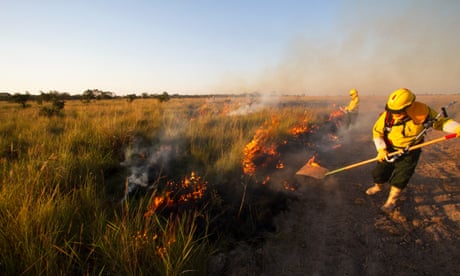 Fighting fire, main threat for breeding Blue-throated Macaws (Bennett Hennessey)
Firefighter Bolivia - Tjalle Boorsma, based in Santa Cruz de la Sierra
