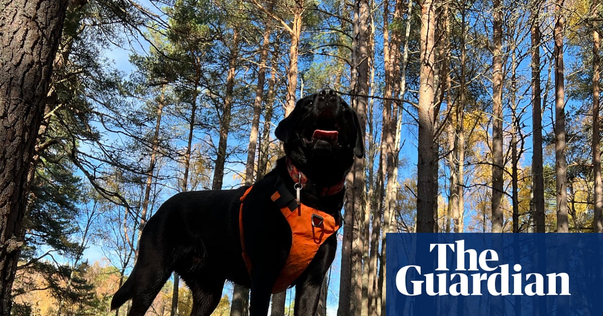 The pet I’ll never forget: Poppy the curious, clever dog