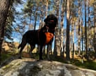 The pet I’ll never forget: Poppy the curious, clever dog – who searches for missing people