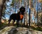 Pet I'll Never Forget - Steven Band and his dog Poppy