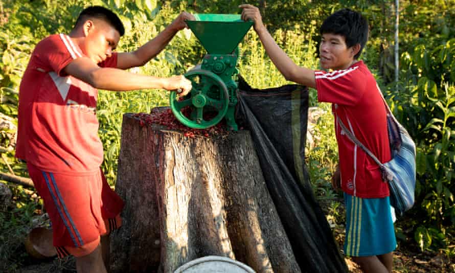 Locals use a grinder to process the ripe red coffee beans. Coffee grows well in the shade and is ideal for the rainforest.