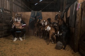 A person wearing a tracksuit and a fox mask sits on a chair in a barn and holds a goat, while a group of other goats stands nearby.