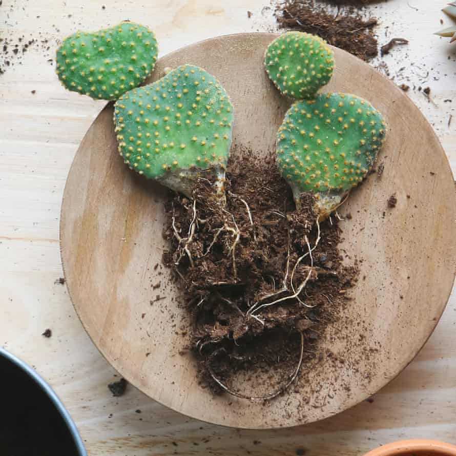 Cactus lying on wooden plate