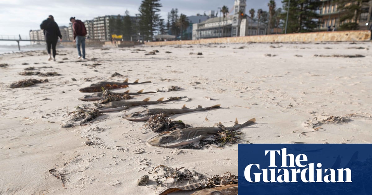 Effects of marine heatwave driving ‘foreseeable’ SA algal bloom could rival black summer fires, scientists warn | South Australia Effects of marine heatwave driving ‘foreseeable’ SA algal bloom could rival black summer fires, scientists warn | South Australia