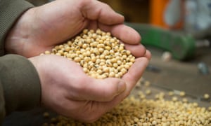 A farmer holds a hand full of soybeans