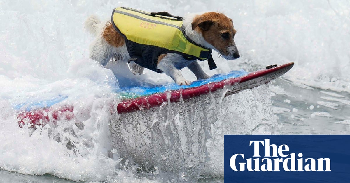 Jack Russell terrier who loves to surf makes a splash on beaches of Peru