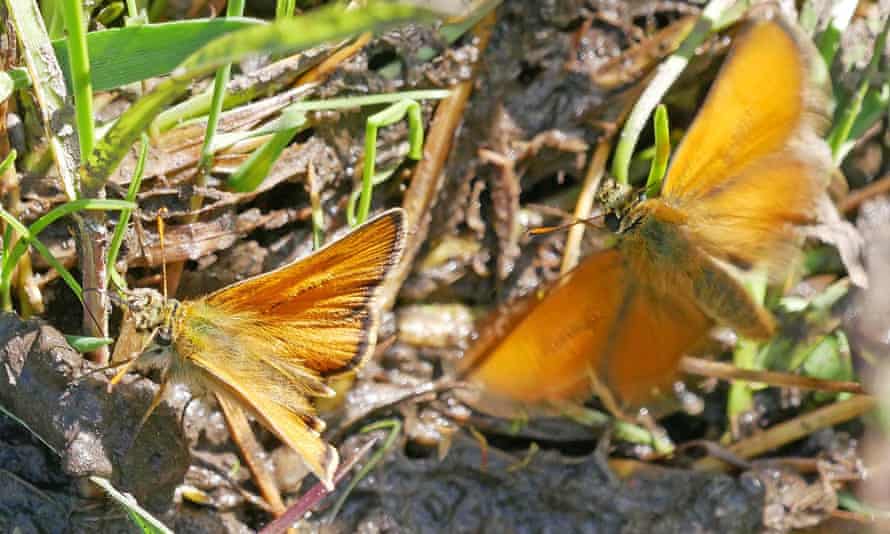 Small skipper butterflies at the site of a former colliery at Willington, Country Durham