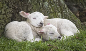 Spring lambs asleep by a tree at Ickworth, Suffolk
