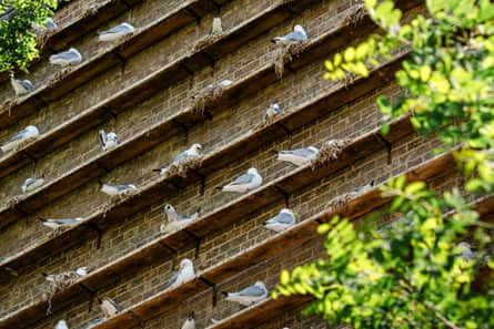 Rows of kittiwakes nesting on ledges built on to the side of a brick building