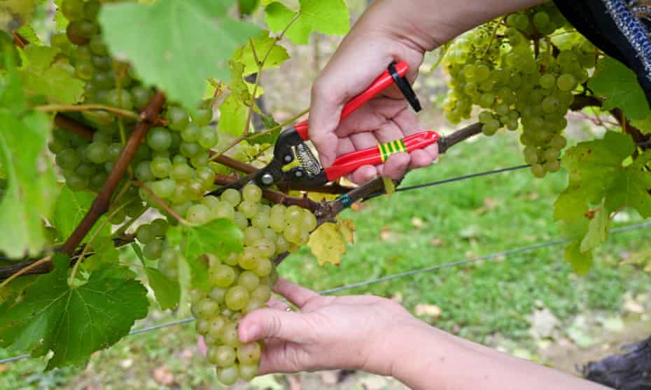 Grape picking