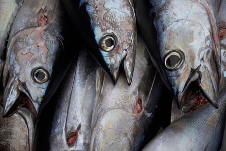 Dead Tuna on Longline Fishing Vessel in the Pacific Ocean