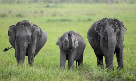 Elephants graze in Kaziranga National Park, Assam, India.