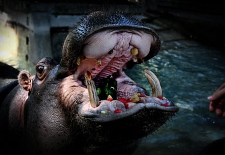 Un ippopotamo al Bioparco di Roma mangia anguria congelata per rinfrescarsi sabato.