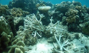 Great Barrier Reef Coral Bleaching To Worsen Unless Weather Conditions Change Environment The Guardian