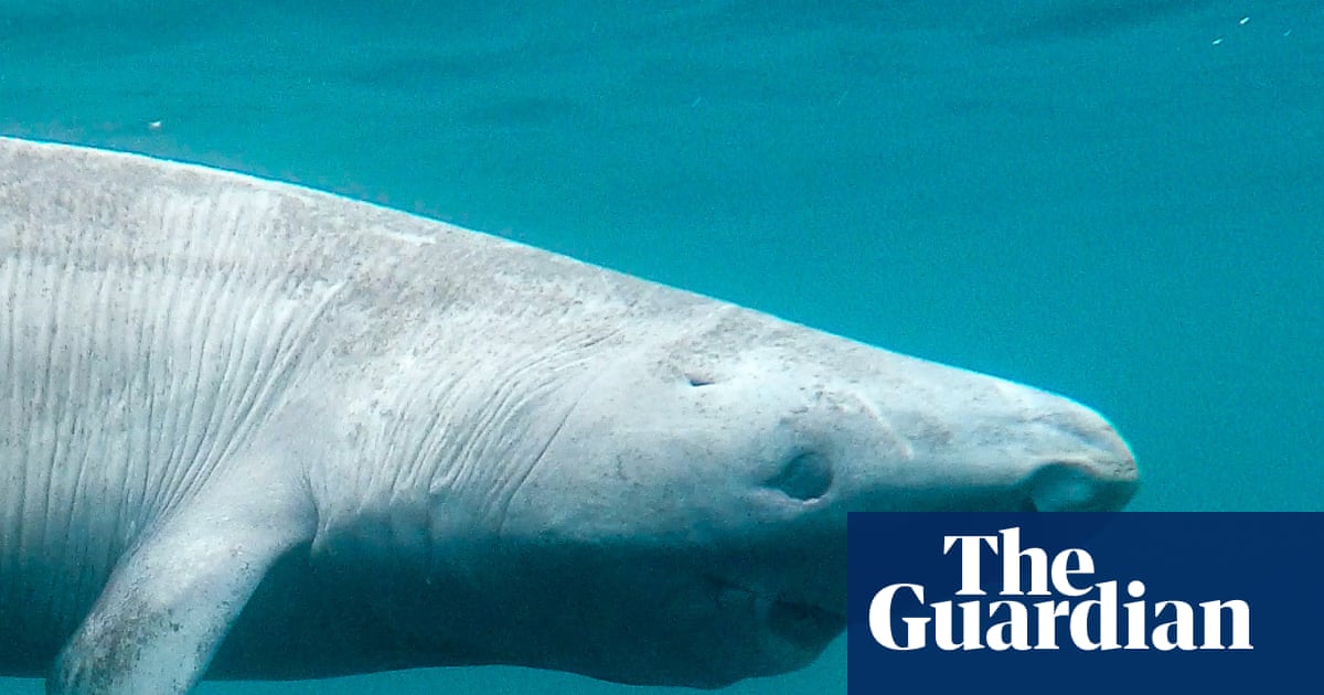 Blind, slow and 500 years old or are they? How scientists are unravelling the secrets of Greenland sharks
