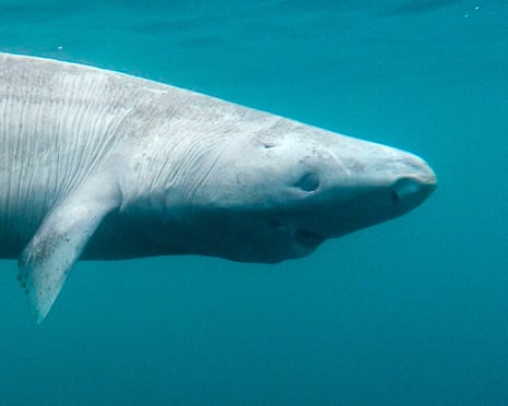 Blind, slow and 500 years old – or are they? How scientists are unravelling the secrets of Greenland sharks