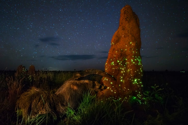 Ecosystem: Terrestrial Wildlife Winner A termite mound in Emas National Park in Brazil glows with light produced by click beetle larvae. Photo: Marcio Cabral