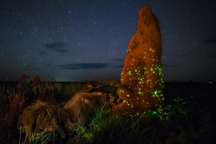 Ecosystem:  Terrestrial Wildlife WinnerA termite mound in Emas National Park, Brazil, glows with the light produced by the larvae of click beetles Photograph: Marcio Cabral