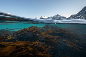 Fingertare seaweeds at high tide in a fjord in Vareid, near Flakstad, in Lofoten Islands